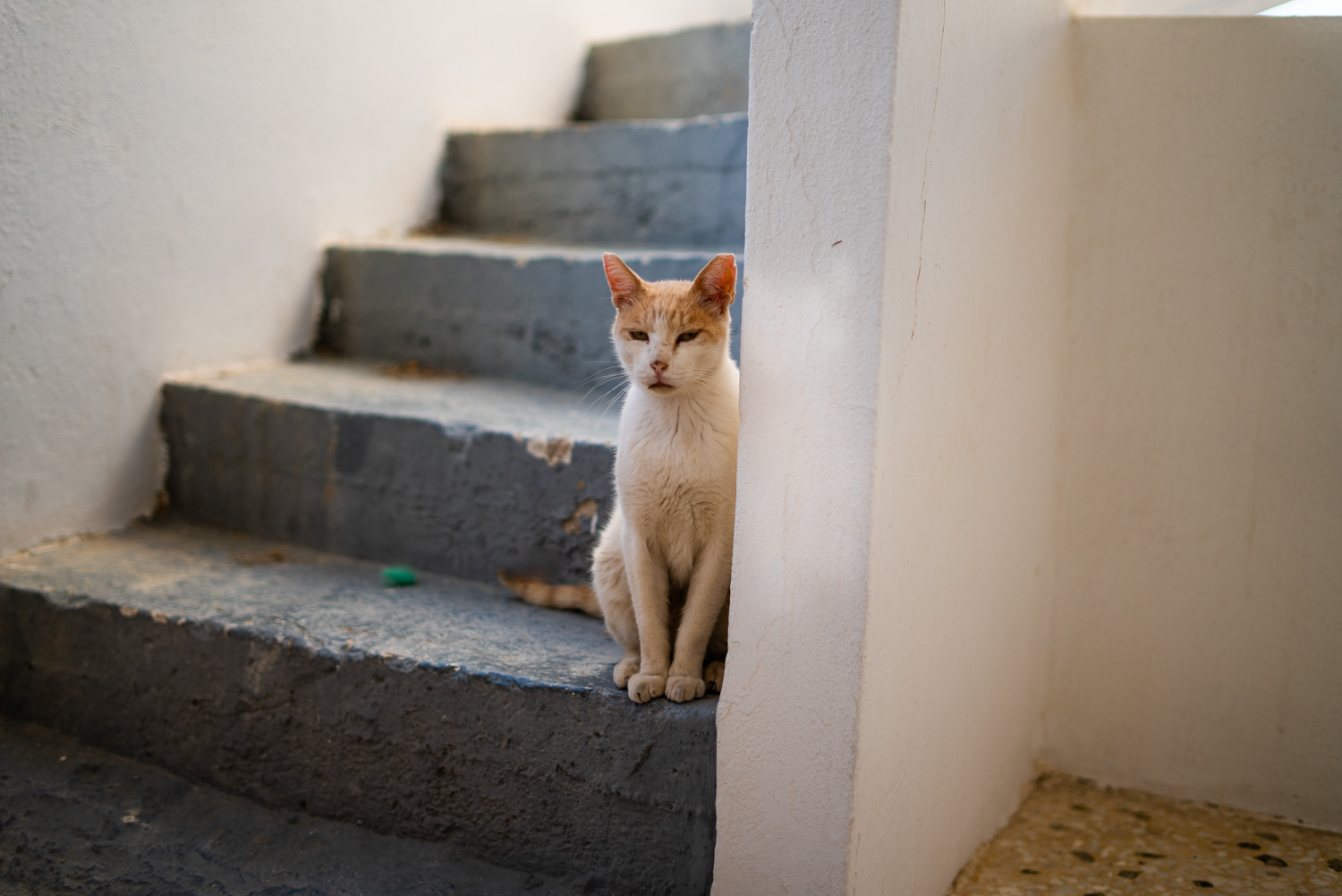 Santorini Katzen Hilfe