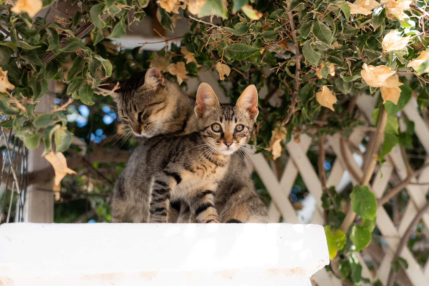 Sterila Santorini Katzen Support